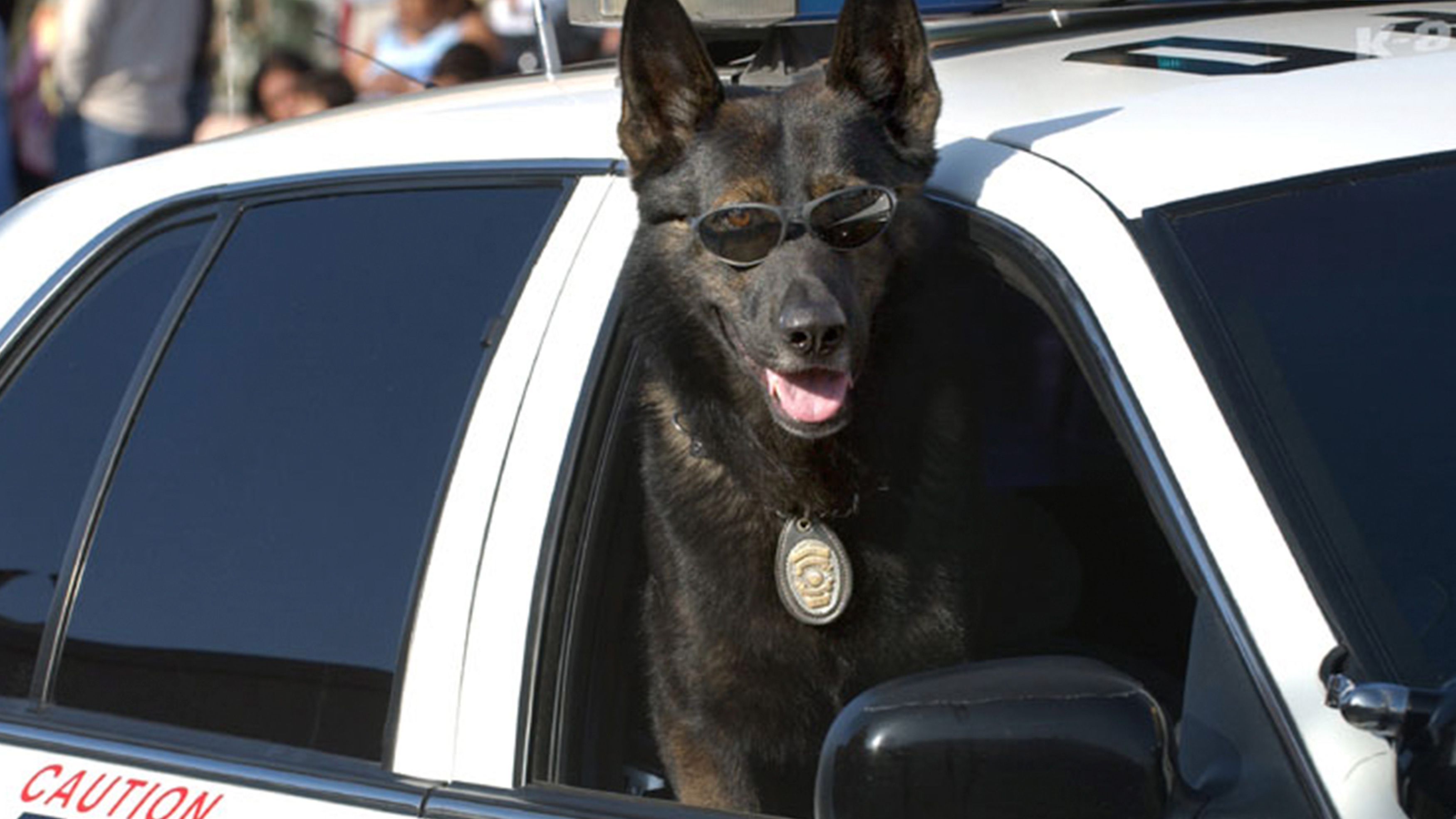 Полицейская собака прикол
