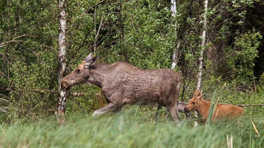 Лось и лосиха фото