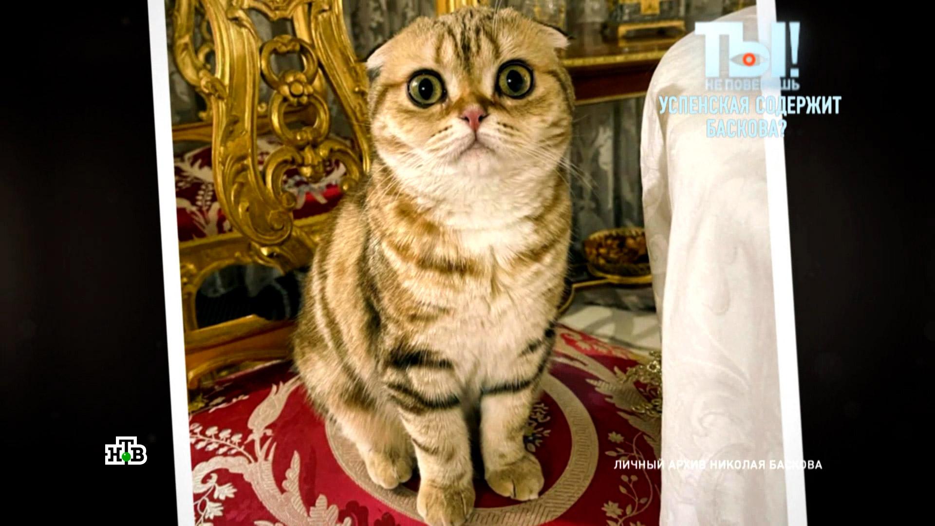 котенок баскова фото порода