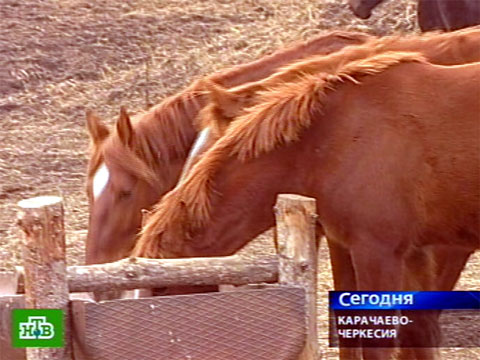 Рабочие лошадки получили мировое признание.животные, Карачаево-Черкесия, коневодство, лошади.НТВ.Ru: новости, видео, программы телеканала НТВ