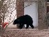 Медведь устроил берлогу в подвале жилого дома