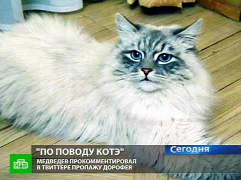 Президентский «котэ Дорофей» прославился на весь мир.НТВ.Ru: новости, видео, программы телеканала НТВ