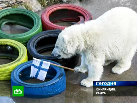 Олимпийские кольца превратились в медвежью игрушку.животные, зоопарки, курьезы, медведи.НТВ.Ru: новости, видео, программы телеканала НТВ