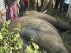 Мчащийся экспресс убил целое стадо индийских слонов