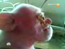 Чернобыльский ад породил свинью с человеческим лицом