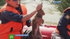 Хабаровские спасатели не дали утонуть травмированному зайцу