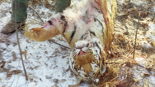 В национальном парке в Приморье браконьеры застрелили тигра.браконьерство, Дальний Восток, животные, Приморье, тигры.НТВ.Ru: новости, видео, программы телеканала НТВ