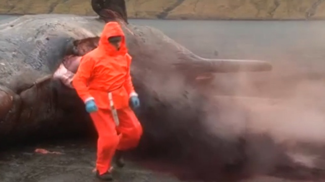 Ученые сняли на видео взрыв гигантской туши мертвого кашалота.взрыв, киты, ученые.НТВ.Ru: новости, видео, программы телеканала НТВ