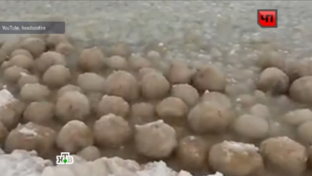 Американцы приняли ледяные шары на озере Мичиган за яйца пришельцев.зима, лед, озеро, США.НТВ.Ru: новости, видео, программы телеканала НТВ