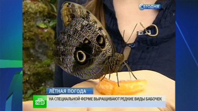 Порхающих красавиц петербургские энтомологи-любители научились кормить с рук.насекомые, Санкт-Петербург.НТВ.Ru: новости, видео, программы телеканала НТВ