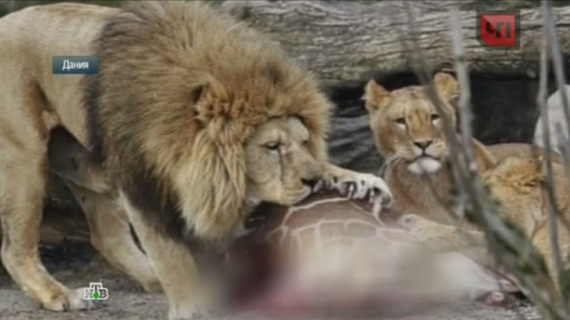 Убитого в датском зоопарке детеныша жирафа скормили львам.Дания, животные, зоопарки, скандалы.НТВ.Ru: новости, видео, программы телеканала НТВ