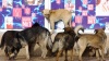 На «очищавшего» город от бездомных собак жителя Владивостока завели дело