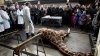 В Дании приговорили к смерти еще одного «бракованного» жирафа