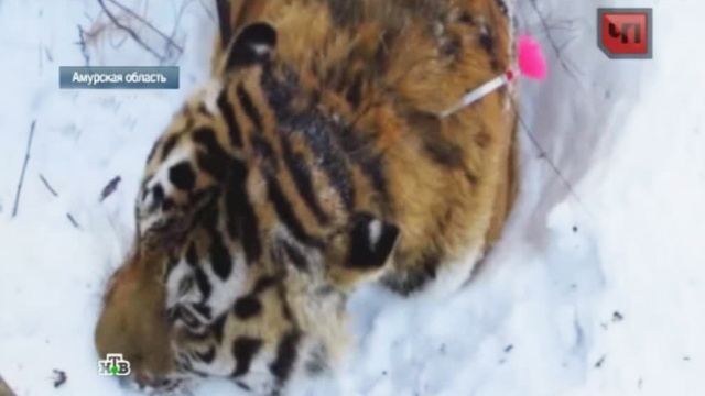 Врачи не могут спасти найденного в тайге израненного тигра.Амурская область, ветеринары, животные, тигры.НТВ.Ru: новости, видео, программы телеканала НТВ