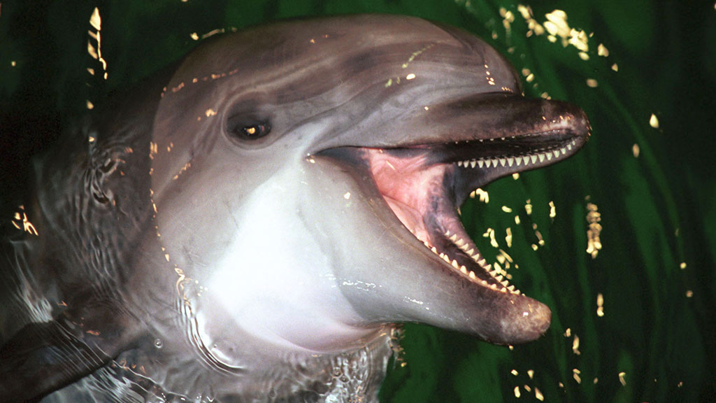 Московский дельфинарий может лишиться афалин и миллиона рублей // НТВ.Ru