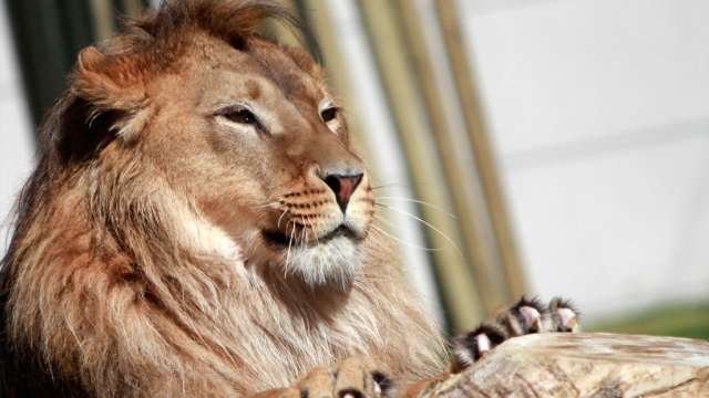 Убийцы жирафа Мариуса умертвили четырех львов в датском зоопарке.Дания, животные, зоопарк, львы, убийство.НТВ.Ru: новости, видео, программы телеканала НТВ