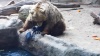 В зоопарке Будапешта медведь спас тонущую ворону