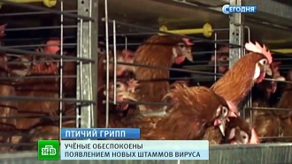 Новые штаммы птичьего гриппа могут добраться до Сибири и Дальнего Востока