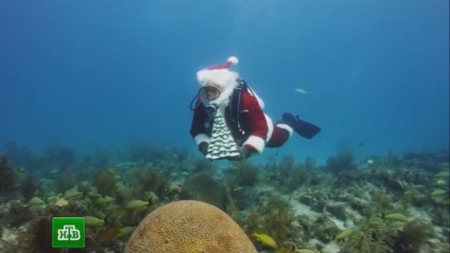 Санта-Клаус установил елку на дне Мексиканского залива.Новый год, Рождество, США, экология.НТВ.Ru: новости, видео, программы телеканала НТВ