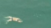 В Яванском море нашли шесть тел предполагаемых пассажиров AirAsia