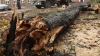 Ураганный ветер валит деревья и столбы в Москве 