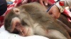 Ошибка ветеринаров привела к гибели обезьян в крымском зоопарке