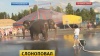 Петрозаводск подвергся нашествию слонов 
