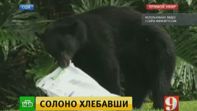 Дикий медведь уснул во дворе жилого дома, объевшись собачьего корма.медведи, США, курьезы, животные.НТВ.Ru: новости, видео, программы телеканала НТВ