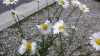Фото цветов-мутантов из Фукусимы шокировало пользователей соцсетей