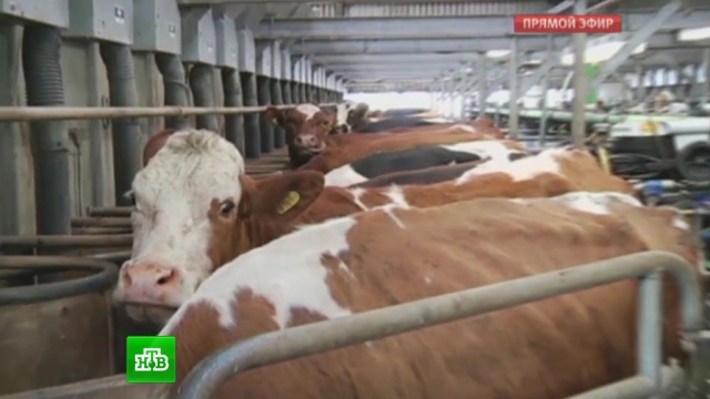 Молочный протест фермеров в Великобритании превратился в акцию вандализма.Великобритания, митинги и протесты, молоко, продукты, торговля.НТВ.Ru: новости, видео, программы телеканала НТВ