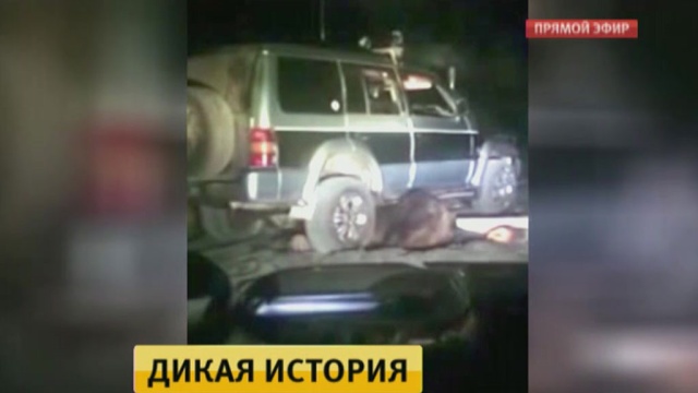 Сахалинские полицейские вышли на след мучителей медведя.Сахалин, животные, медведи, полиция.НТВ.Ru: новости, видео, программы телеканала НТВ