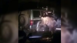 Полиция заинтересовалась видео с издевательством над сахалинским медведем