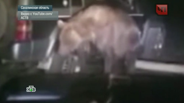 Полиция опасается самосуда над мучителями сахалинского медведя.жестокость, животные, задержание, медведи, Сахалин.НТВ.Ru: новости, видео, программы телеканала НТВ
