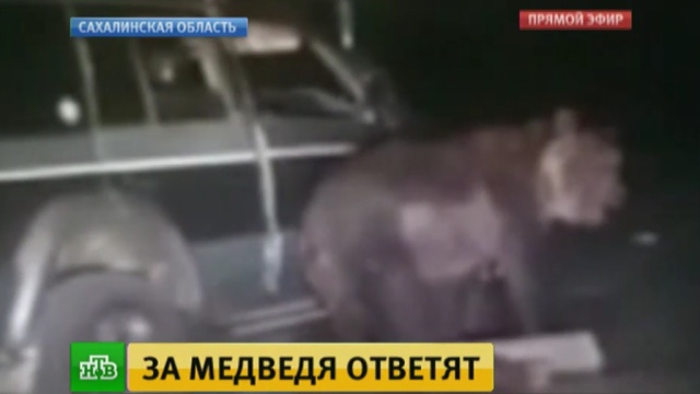 «Отдайте их медведю»: Рунет возмущен садистским «сафари» на Курилах.жестокость, животные, задержание, медведи, полиция, Сахалин.НТВ.Ru: новости, видео, программы телеканала НТВ