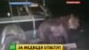 «Отдайте их медведю»: Рунет возмущен садистским «сафари» на Курилах