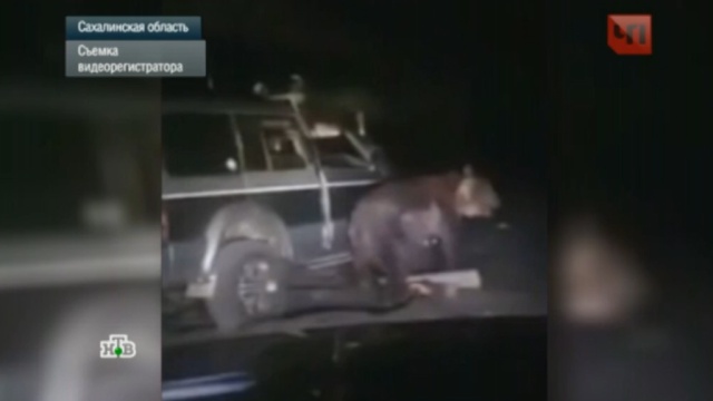 В Сети появилось новое видео издевательств над сахалинским медведем.издевательства, медведи, Сахалин, жестокость.НТВ.Ru: новости, видео, программы телеканала НТВ