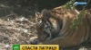 Ранивший амурскую тигрицу браконьер написал явку с повинной