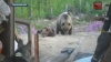 Храбрая такса вырвала своего хозяина из лап медведя в камчатском лесу
