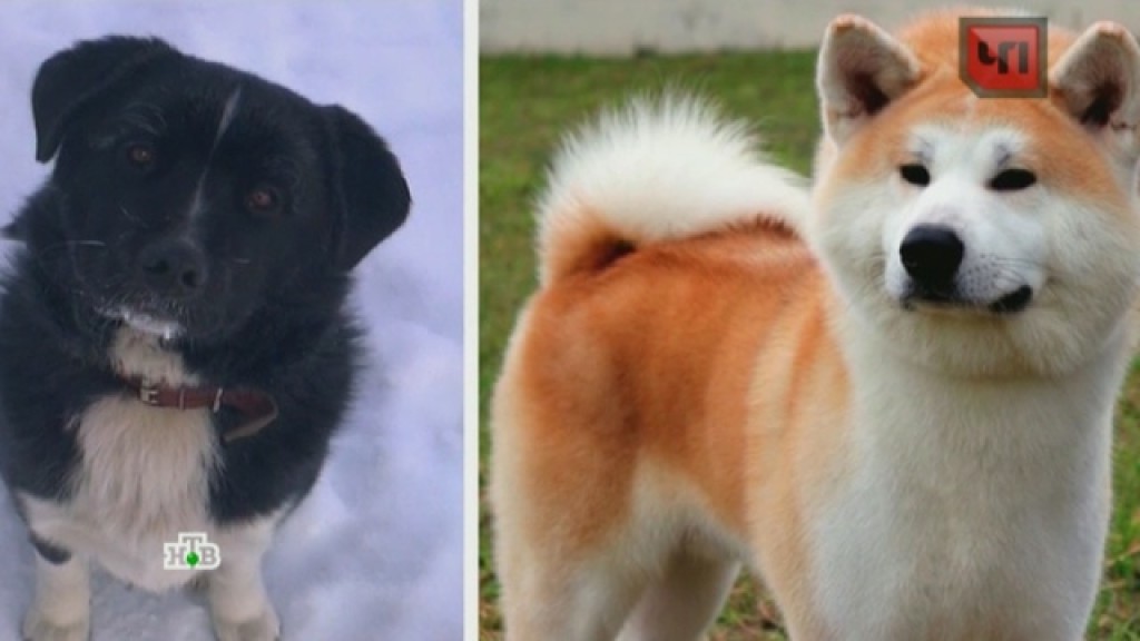 Порода собак жулик. Дворовый щенок бело-рыжий окрас. Порода собак Милон Пишон. Покажи породу собак чистокровная. Видео купили собаку