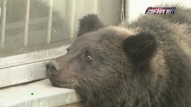 В Приморье из-за нашествия медведей детям запретили гулять на улице.Приморье, животные, медведи.НТВ.Ru: новости, видео, программы телеканала НТВ