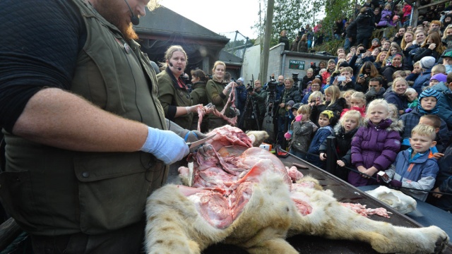 Льва в датском зоопарке расчленили на глазах у детей.Дания, животные, зоопарки, львы, скандалы.НТВ.Ru: новости, видео, программы телеканала НТВ