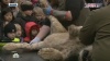 В датском зоопарке объяснили, зачем освежевали льва на глазах у детей