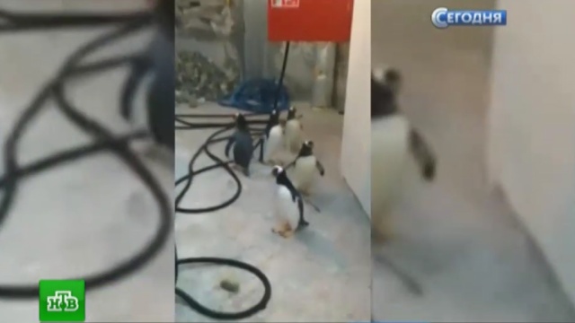 «Улыбаемся и машем»: побег пингвинов из датского зоопарка попал на видео.Дания, животные, зоопарки, птицы.НТВ.Ru: новости, видео, программы телеканала НТВ