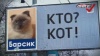 Жители Барнаула выдвинули на пост мэра кота Барсика