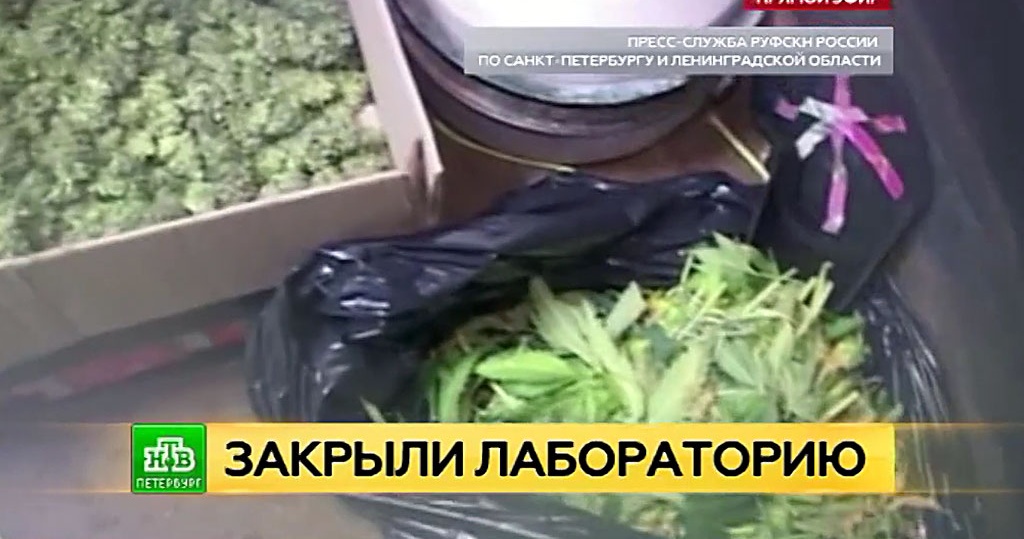 Нтв о конопле скачать тему конопля на андроид