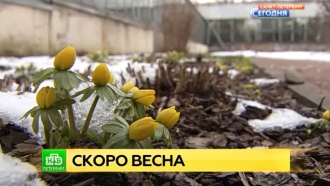 В Ботанический сад Петербурга весна пришла не по расписанию