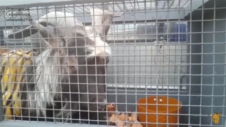 Раненный тигром козел Тимур улетел лечиться в Москву