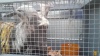 Раненный тигром козел Тимур улетел лечиться в Москву