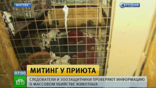 Московские зоозащитники пытаются выяснить причину гибели животных в приюте.Москва, животные, митинги и протесты, приюты для животных.НТВ.Ru: новости, видео, программы телеканала НТВ