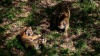 В Приморье знаменитый тигр Амур избил свою невесту 